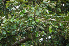 Heritiera littoralis